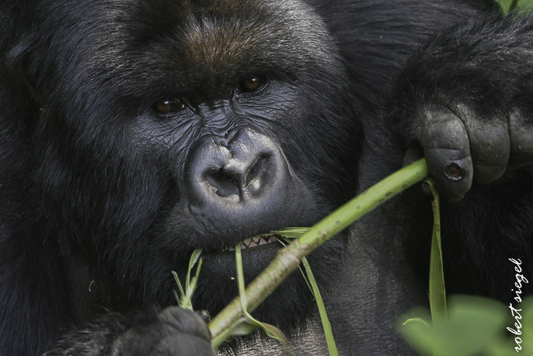 gorilla
